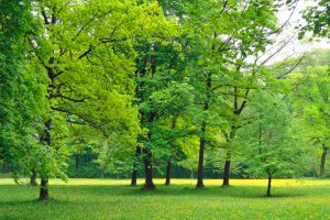 Espaces verts